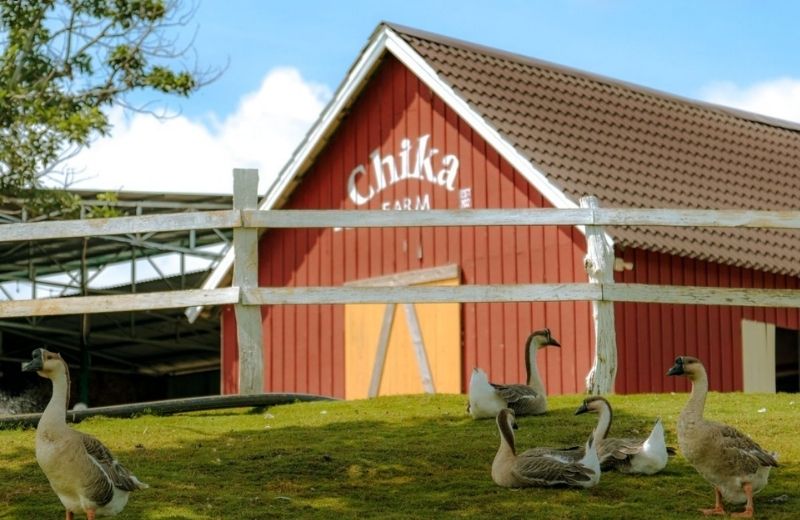 Top địa điểm check in Đà Lạt đang hot, cứ sống ảo là lên xu hướng dia diem check in da lat 3