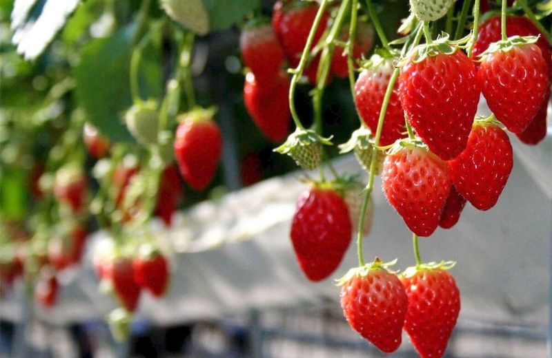 du lich da lat sau tet 2