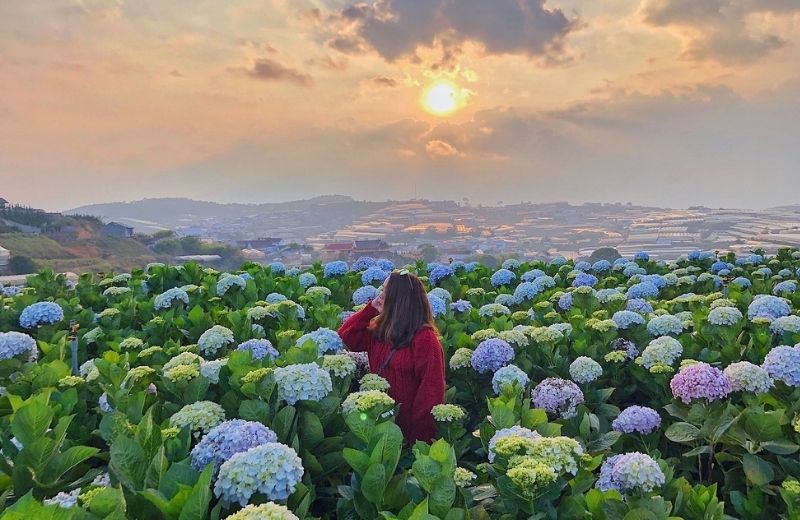 hoa cam tu cau da lat 1