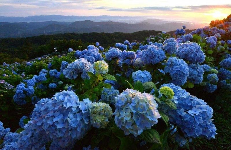 hoa cam tu cau da lat 2