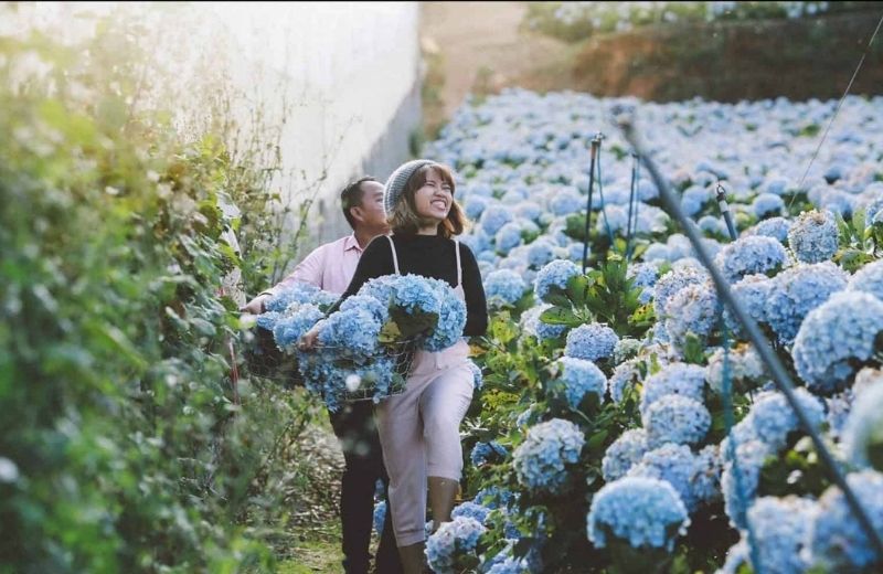 hoa cam tu cau da lat 3