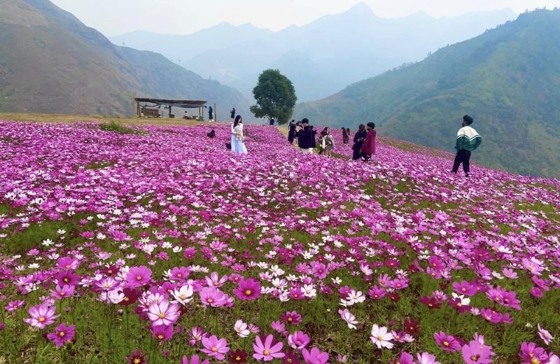 hoa canh buom da lat 1