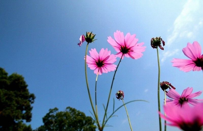 hoa canh buom da lat 3