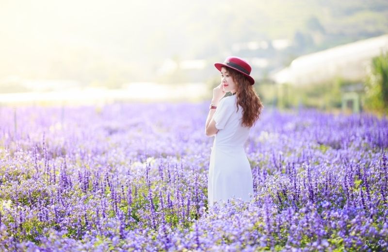 hoa lavender da lat 1