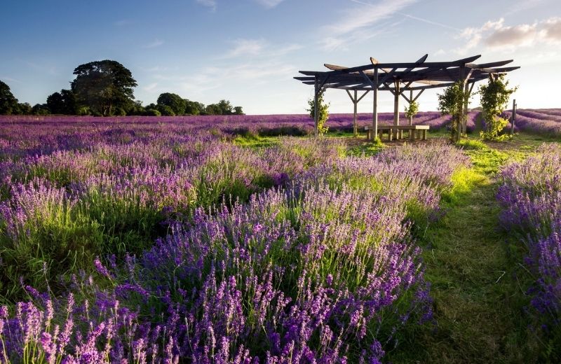 hoa lavender da lat 2