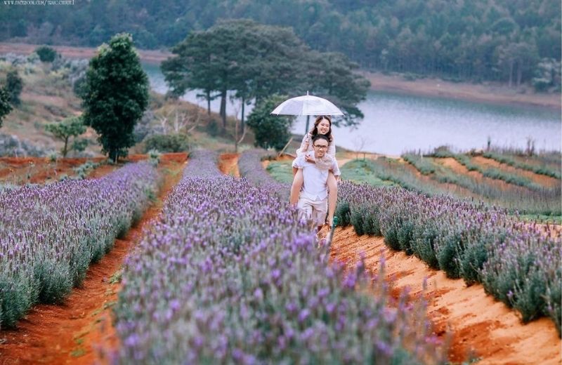 hoa lavender da lat 3