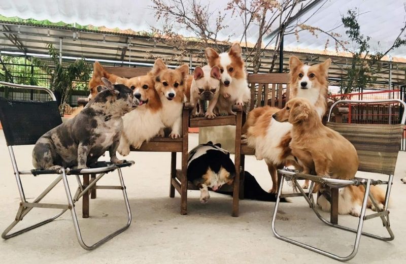 nong trai cho be o da lat 1