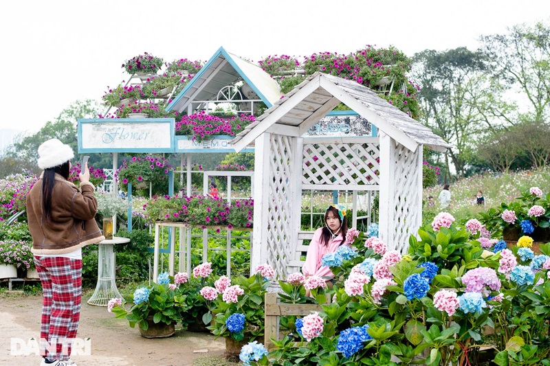 vườn hoa cẩm tú cầu Đà Lạt đẹp nhất