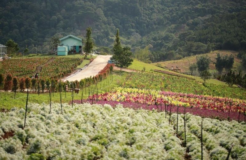 vuon hoa lon nhat da lat 1