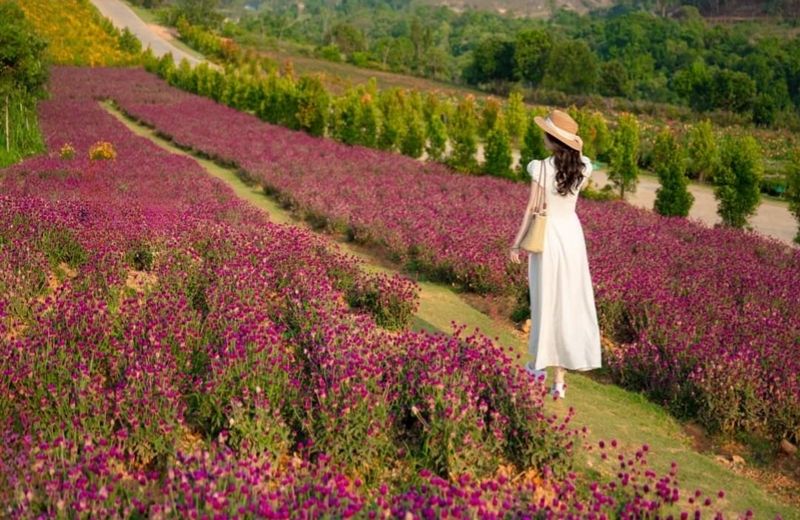 vuon hoa lon nhat da lat 3