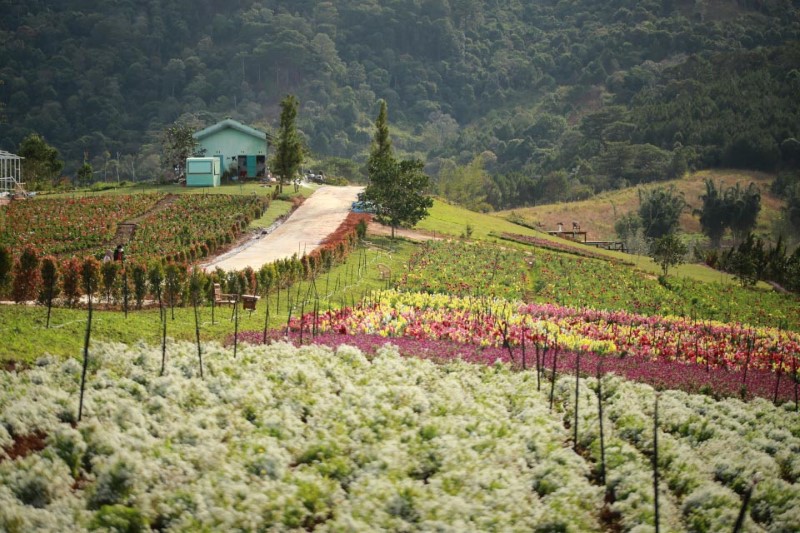 Vườn hoa mới ở Đà Lạt