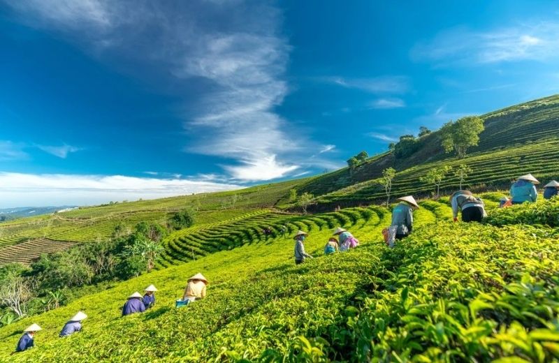 xuan truong da lat 1